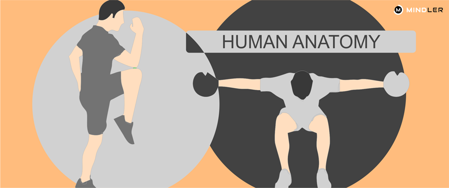 human-anatomy